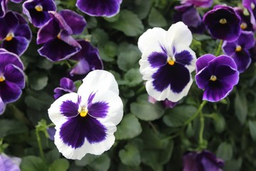 PURPLE AND WHITE VIOLETS