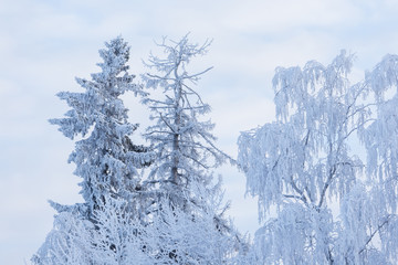 Trees covered in frost snow nature winter scene
