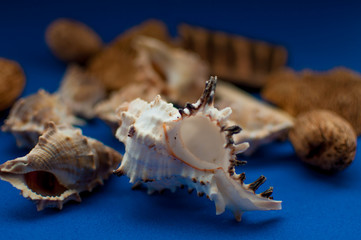 Conchas de mar