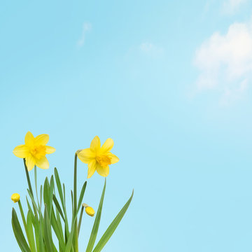 Nature spring Wallpaper with Yellow daffodils flowers