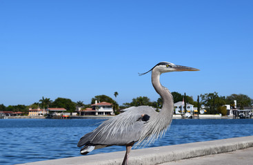 Great blue heron on sea wall with expensive waterfront homes in background.