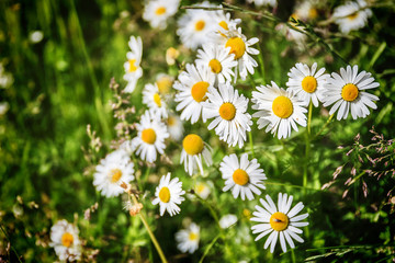 Fototapeta premium White camomiles on green field