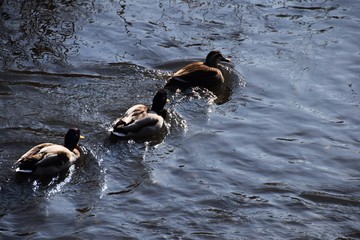 Ducks swimming in the river