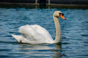 Naklejka premium Adult swan