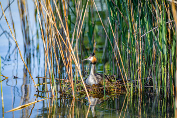 Great Crested Grebe