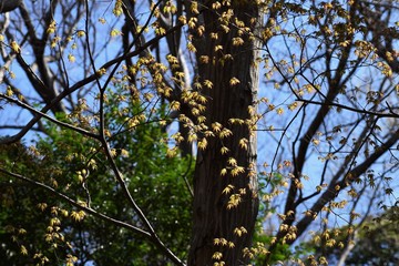 Sprout of maple