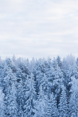 Trees covered in frost snow nature winter scene