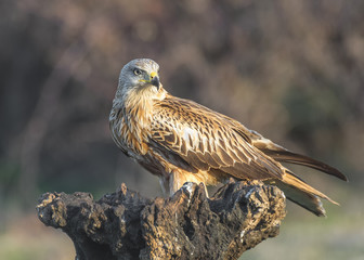 red kite milvus