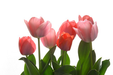 tulip flowers on a white background 


