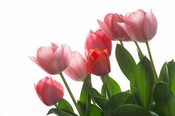 tulip flowers on a white background 


