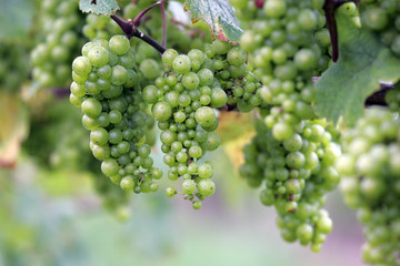 grapes on the vine