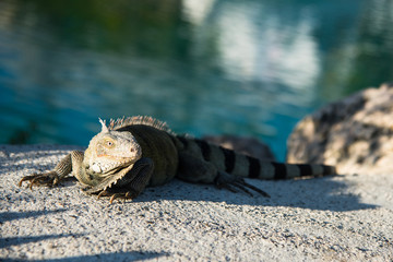Iguana Lizard resting on hot rocks near the water edfe