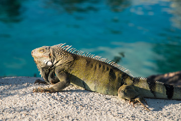 Iguana Lizard resting on hot rocks near the water edfe