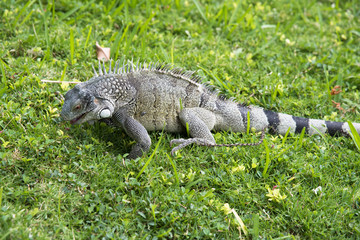 Large Iguana resting on green grass outdoors
