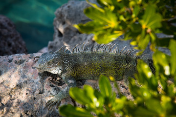 Large Iguana restingin the shade