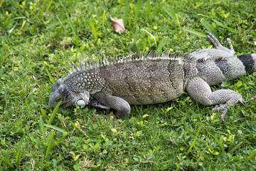 Large Iguana resting on green grass outdoors