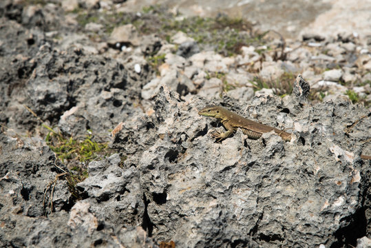 Little Gecko sitting on the rocks outdoor