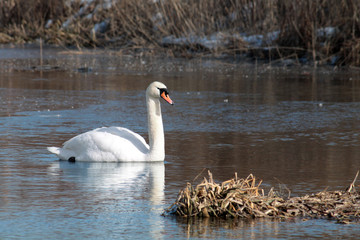Obraz premium White mute swan (Cygnus olor) afloat in early spring