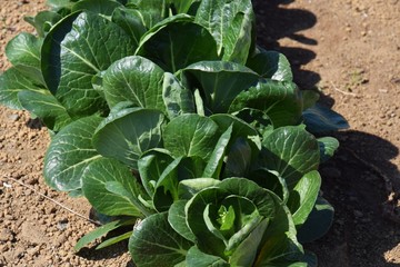 Naklejka premium Japanese mustard spinach cultivation