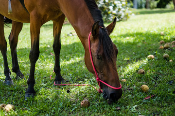 Obraz premium Profile of brown horse eating fruits next to trees, grassy surro