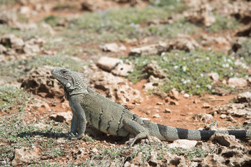 Large Iguana Hiding Withing Desert Rocks