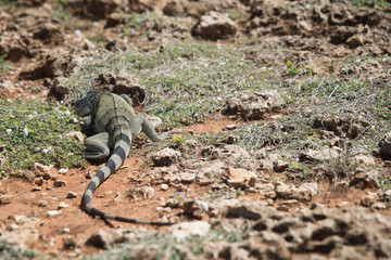 Large Iguana Hiding Withing Desert Rocks