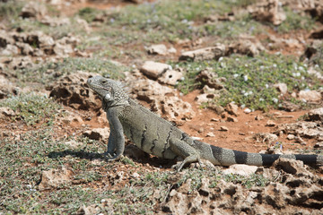 Large Iguana Hiding Withing Desert Rocks