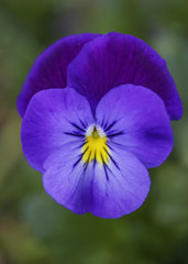 Hornveilchen (Viola cornuta)