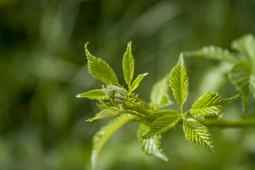 Brombeerranke  (Rubus sectio Rubus)