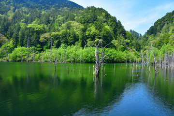 新緑に囲まれた高原の湖