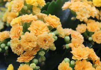 TINY YELLOW VELVET PLANTS