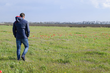 Naklejka na ściany i meble A man in a jacket on a field of tulips. Glade with tulips