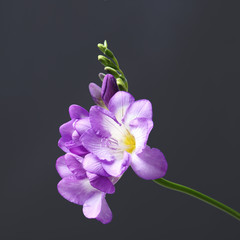Beautiful freesia flower on dark background