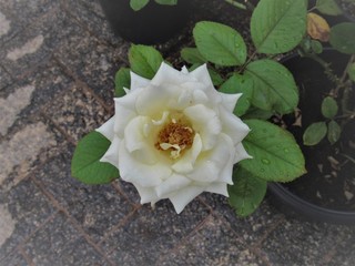A rosa branca no vaso.