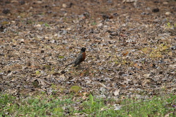 Obraz na płótnie Canvas Robin in the leaves