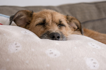 dog relaxing on the sofa