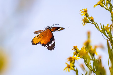 Flying butterfly Plain tiger in flower field