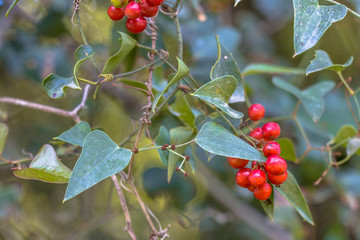 Common smilax