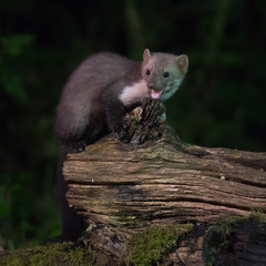 Elusive wild Beech marten at night