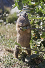 Standing Sruirrel Holding a Branch