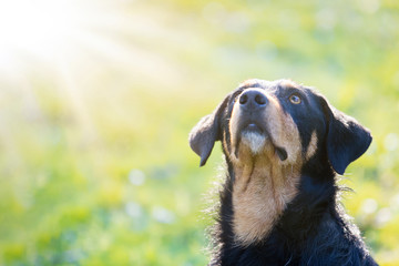 Black brown dog, mixed-breed, canis lupus familiaris, sitting under sun, against isolated background
