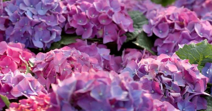 Purple hydrangea flowers