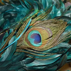 Rolgordijnen Gorgeous colorful peacock feather surrounded by teal feathers © Lori