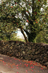 Beautiful Scenery of Jeju Island / Scenery Picture of Jeju Island, Korea