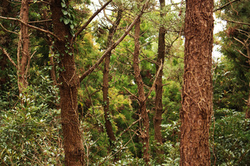 Beautiful Scenery of Jeju Island / Scenery Picture of Jeju Island, Korea