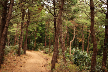 Beautiful Scenery of Jeju Island / Scenery Picture of Jeju Island, Korea