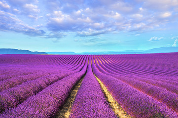 Lavendelblüten blühende Felder endlose Reihen. Valensole Provence