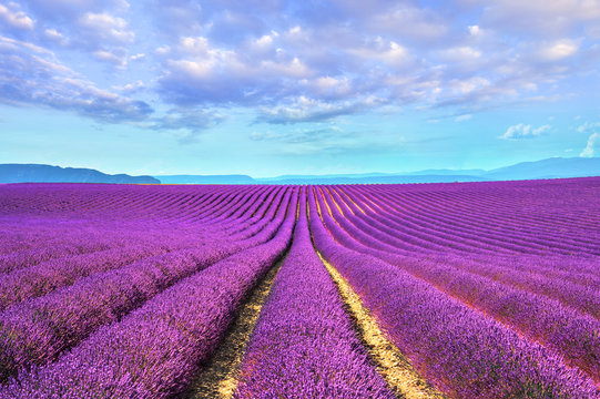 Fototapeta Lavender flower blooming fields endless rows. Valensole provence