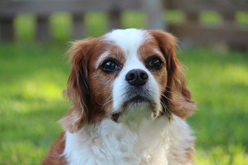 Portrait of a Senior Cavalier King Charles Spaniel Dog