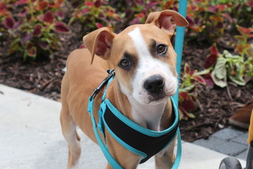 Portrait of a Pit Bull Puppy Dog / American Staffordshire Terrier Dog 